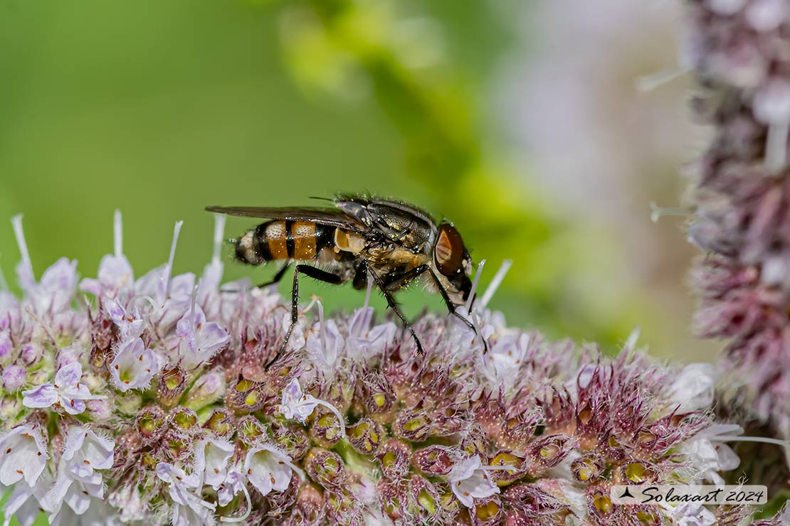 Stomorrina lunata
